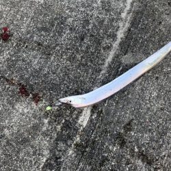 昨日のリベンジ