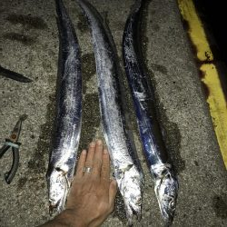 11月13日神戸護岸太刀魚