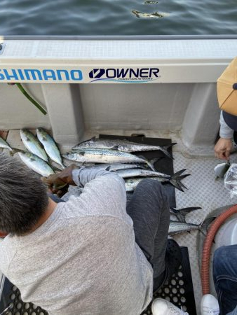 オフショアジギング　タチパターン