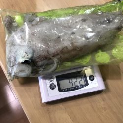 今シーズンエギングパート2