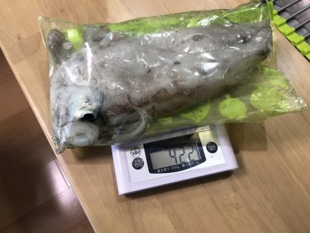 今シーズンエギングパート2