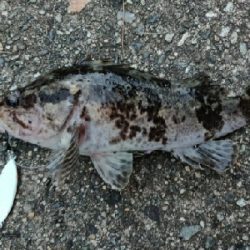 能登半島で五目