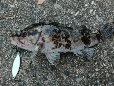 能登半島で五目