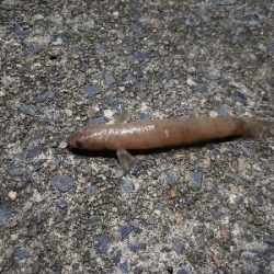 あかんかったー(泣)