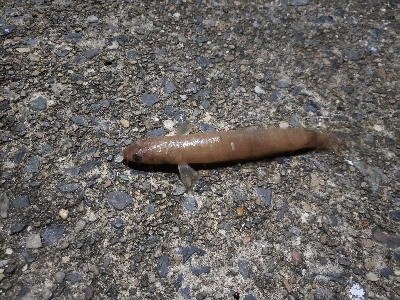 あかんかったー(泣)