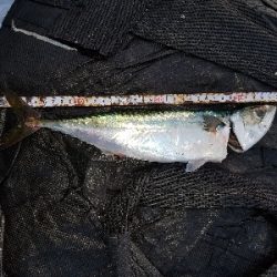 タチウオと大サバ