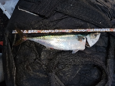 タチウオと大サバ