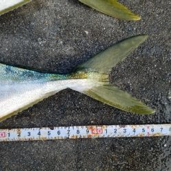 タチウオからの青物