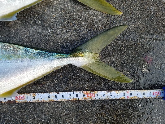 タチウオからの青物