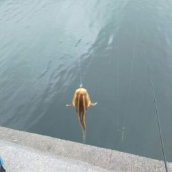 団子釣りでクロダイ狙い