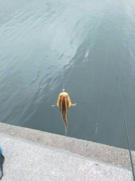 団子釣りでクロダイ狙い