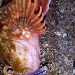 アジ連続ボーズ