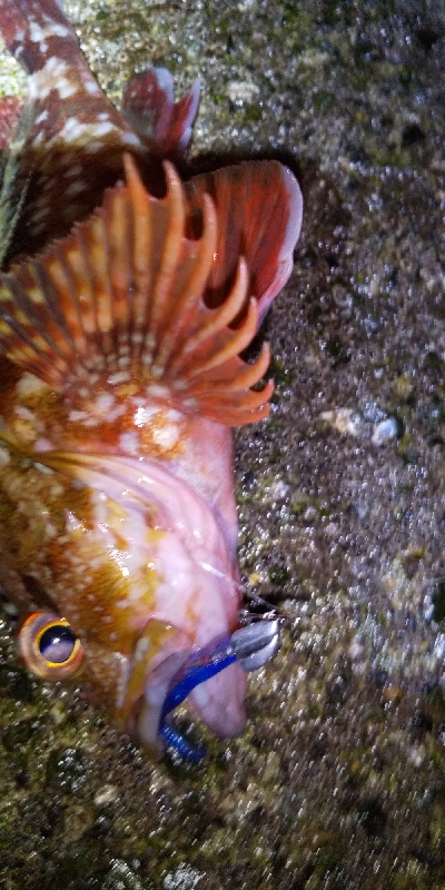 アジ連続ボーズ