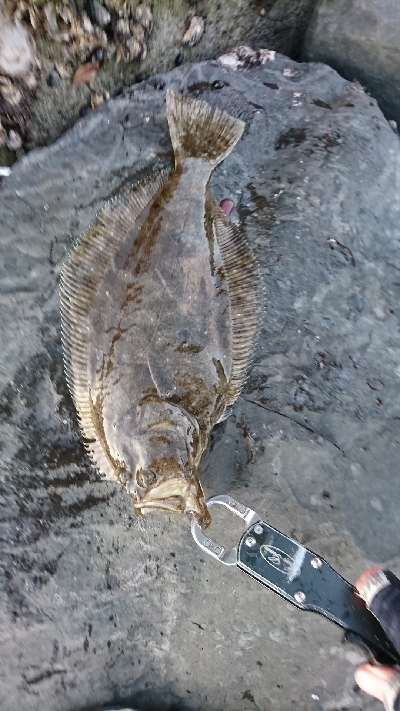 ヒラメ大量接岸 急げC=C=＼(;・_・)…