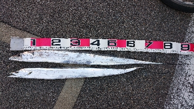 青物今日はお休み？