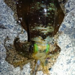 仕事終わりエギング