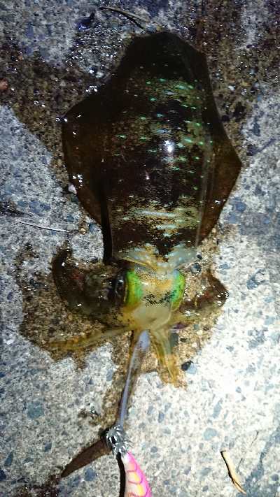 仕事終わりエギング