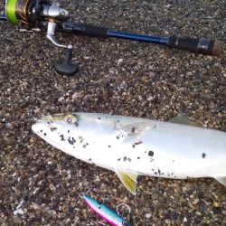 三重サーフで青物・ヒラメ