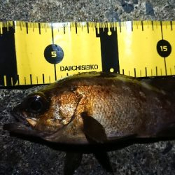 一時間ほどメバリング