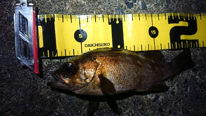 一時間ほどメバリング