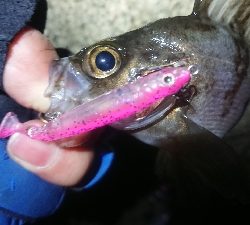 朝マズメ、メバリング