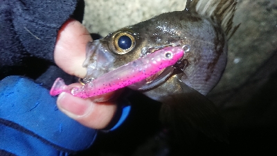 朝マズメ、メバリング