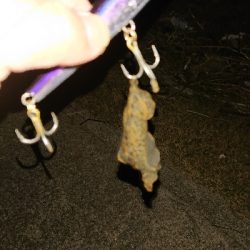 ジョイクロフィッシュ！