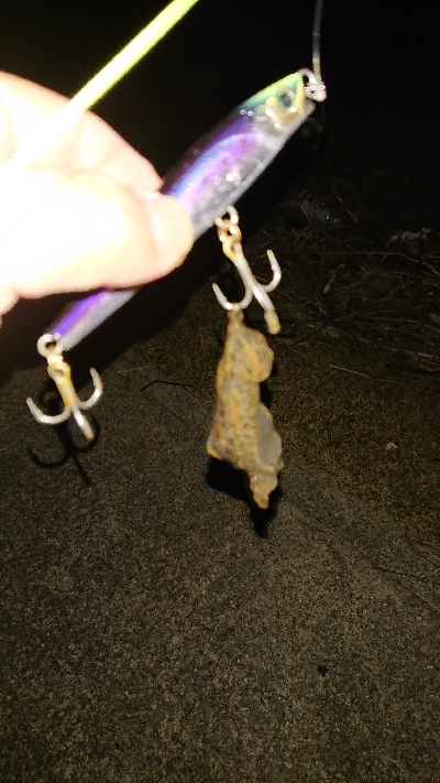 ジョイクロフィッシュ！