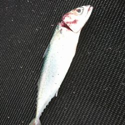 爆風&荒波!ヤエン&ジグサビキ5種目