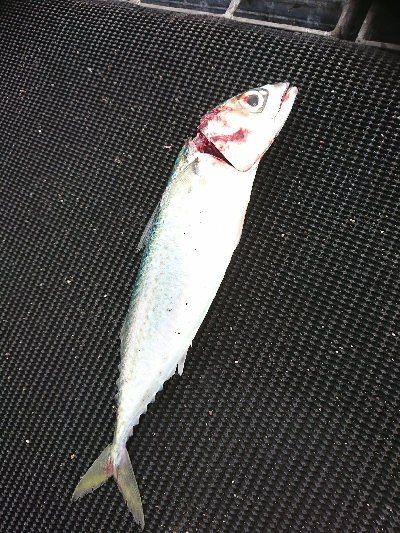 爆風＆荒波！ヤエン＆ジグサビキ5種目