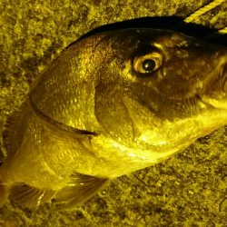 1投目で、ショア真鯛60㎝オーバーゲット！！