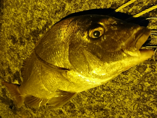 1投目で、ショア真鯛60㎝オーバーゲット！！