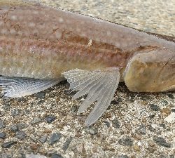 2019年11月3日釣行in唐津方面