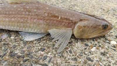 2019年11月3日釣行in唐津方面