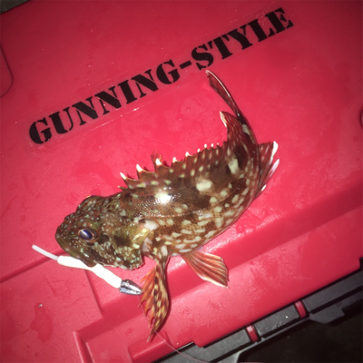 早朝アジング！回遊あった！☆GUNNING-STYLE