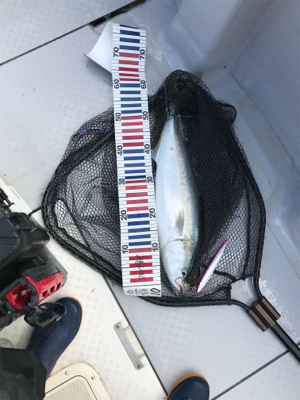 今年初太刀パターン