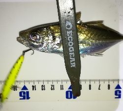 ナイトメバリング