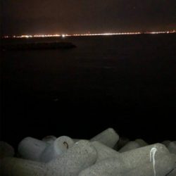 中アジがポロポロと