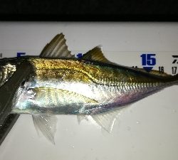 ナイトアジング