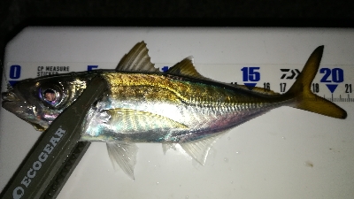 ナイトアジング