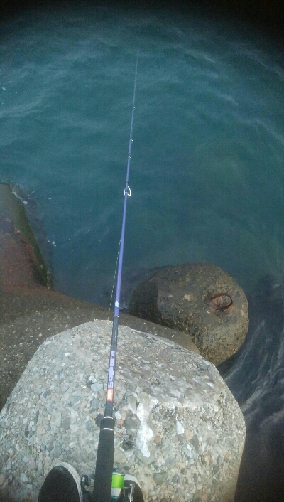 ダイソーエギで、アオリイカ4杯！！