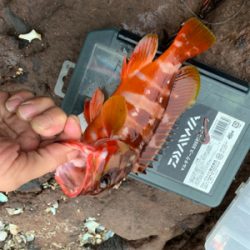 久しぶりの根魚