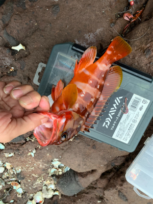 久しぶりの根魚