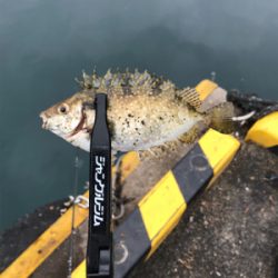 カワハギを求めて①