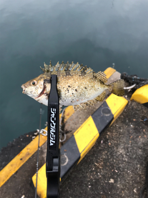 カワハギを求めて①