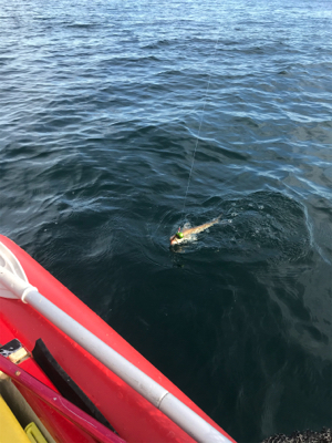 友人とボート釣行、アマダイ狙い