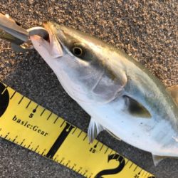 これぞショアプラッキング!!