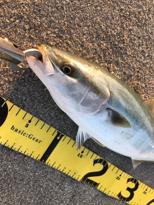 これぞショアプラッキング!!