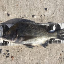 チヌフカセ釣り