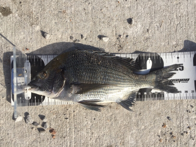 チヌフカセ釣り